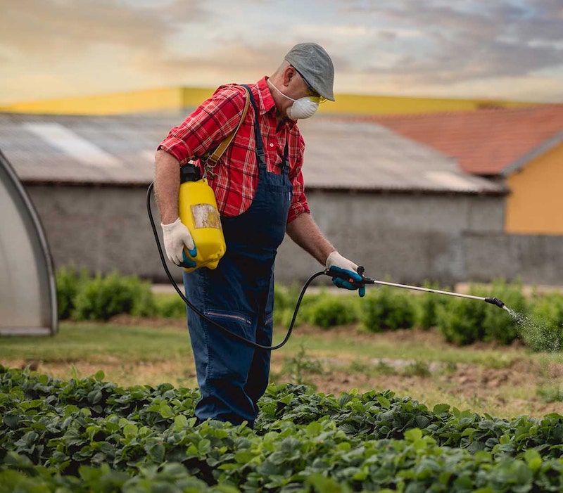 man spraying plants with roundup